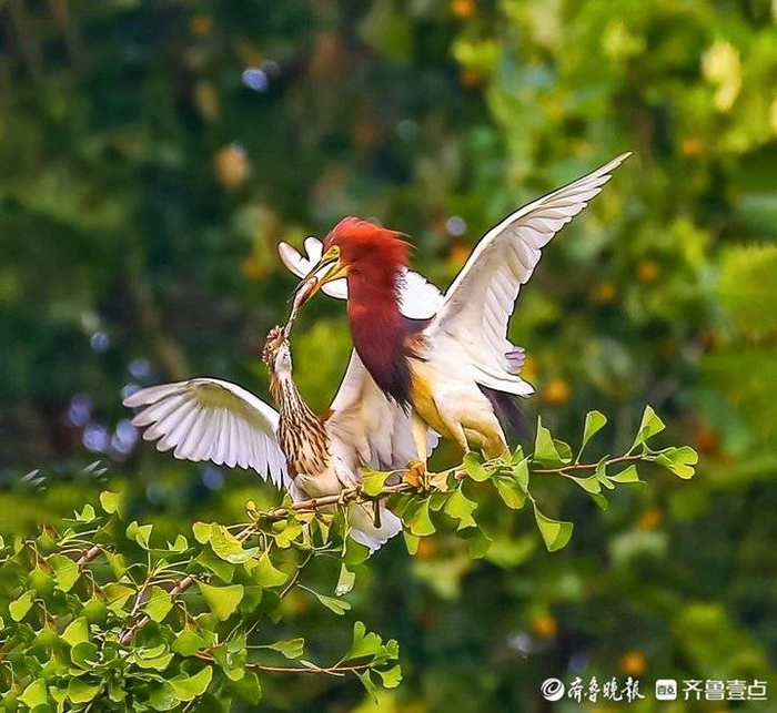 美丽山东我是行动者|行动者|鸟类|鸟_新浪新闻