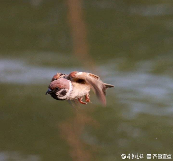 麻雀也是鸟