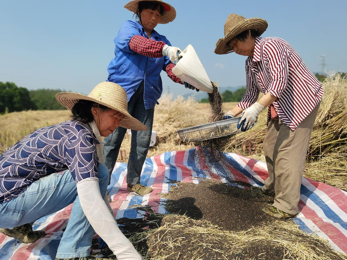宣城绩溪:花田喜变丰收地 千亩油菜收籽忙|油菜籽|油菜|丰收_新浪新闻