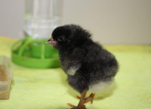 我国首例鸡冷冻卵巢组织活体复原后，成功孵化出雏鸡。中国农科院供图