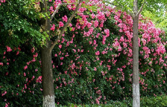 西安世博大道现2000余米蔷薇花墙