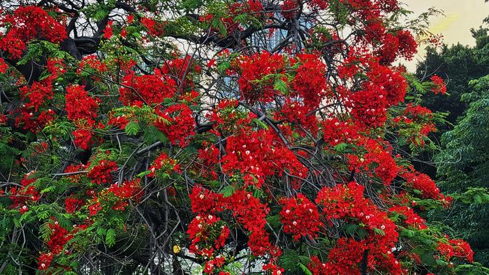 广州绿化花种类图片