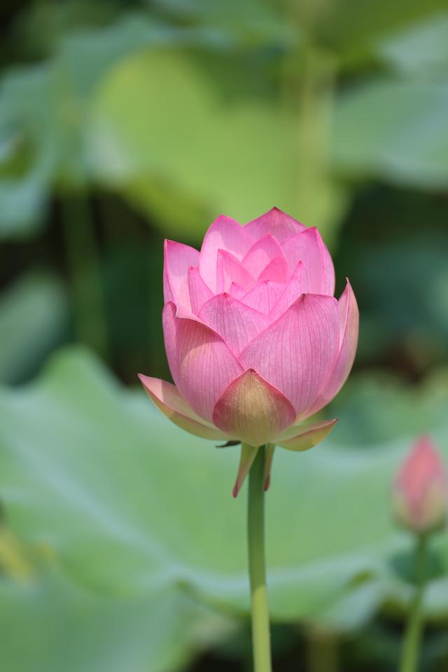 佛山禅城亚艺公园荷花将迎绽放繁盛期