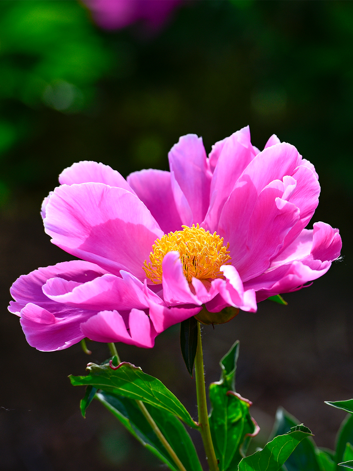 摄影:及时雨燕子口的芍药花开在村外路边,花海成片