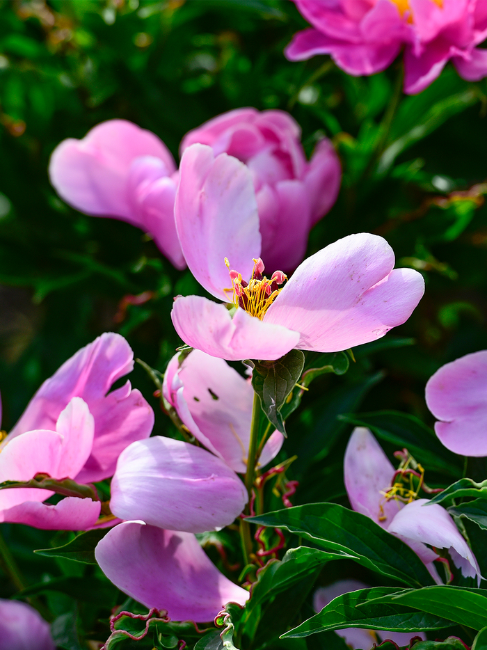 摄影:及时雨燕子口的芍药花开在村外路边,花海成片