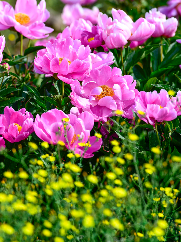 昌平芍药花海 1