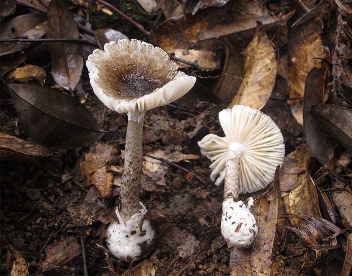 subjunquillea除了上述长有"菌盖,菌环,菌托"的鹅膏类蘑菇可能有毒,无