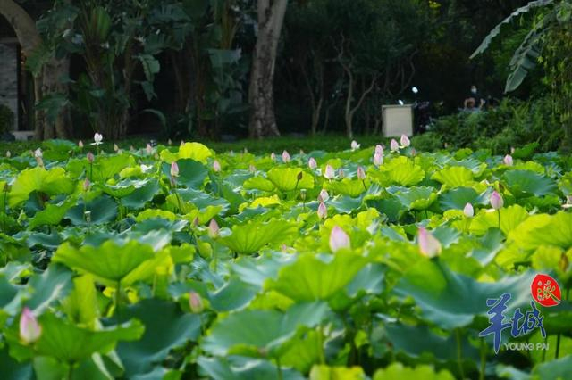 佛山禅城亚艺公园荷花将迎绽放繁盛期