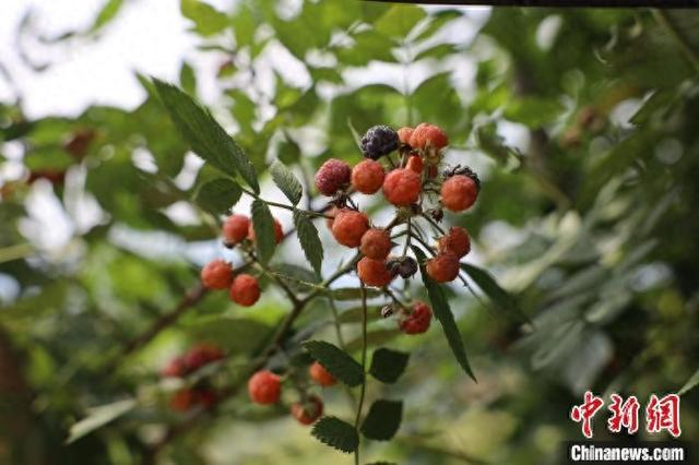 改良后的黑刺泡果。黄啸摄