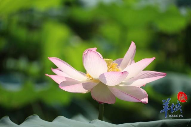 佛山禅城亚艺公园荷花将迎绽放繁盛期