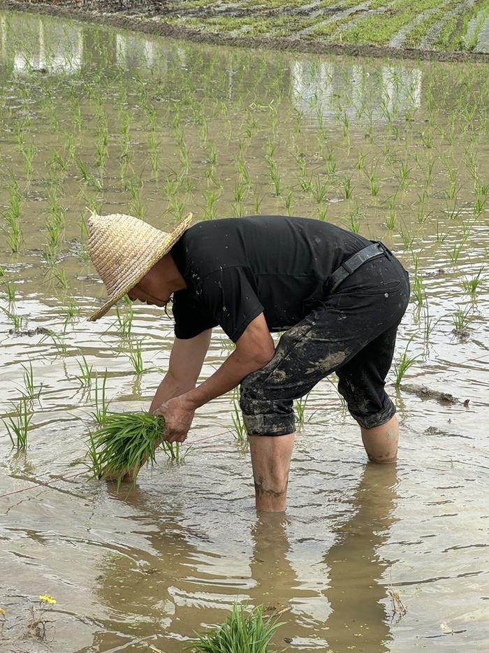 仁怀茅坝镇 农忙时节好风光 邻里互帮插秧忙