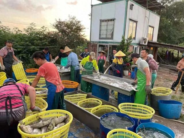 爽市!卖一塘少一塘,加州鲈,生鱼,黄骨最高涨1.5元!