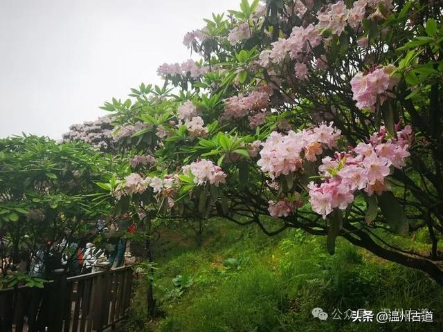 从华顶山庄旁边的小径上去,经过一片茶园,漫山遍野的杜鹃花就出现在