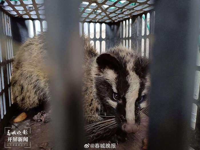 生病狗獾闯入村民家中求助|野生动物|狗獾|两河_新浪新闻