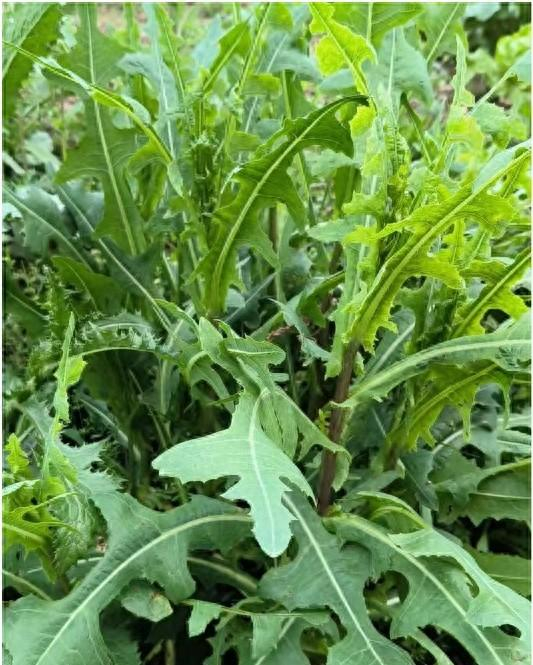 夏天田边的一种野草,80年代吃是为裹腹,如今吃是为了健康和享受