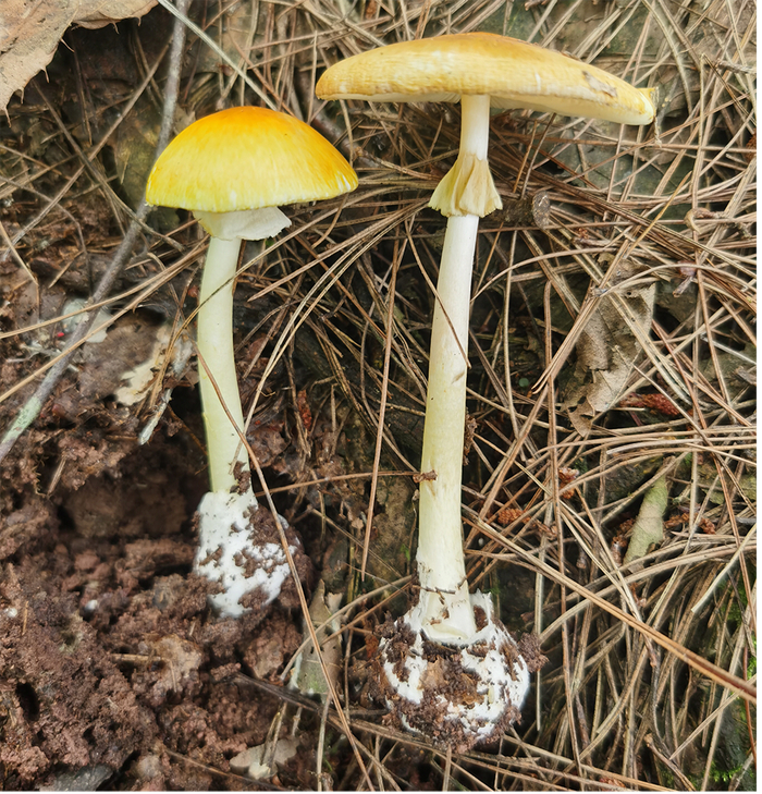 贵州蘑菇中毒科普系列|剧毒鹅膏