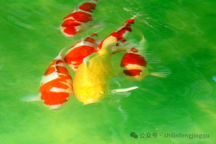 莲花池畔设立明星锦鲤展示池,游客可近距离观赏明星级名贵锦鲤,了解