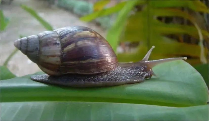 雨后福建等地出现很多大蜗牛!专家提醒:不要随意触碰和食用!