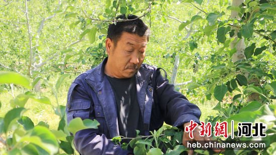 (赵剑升 金明伟)近日,在秦皇岛市青龙满族自治县大石岭乡苹果种植基地