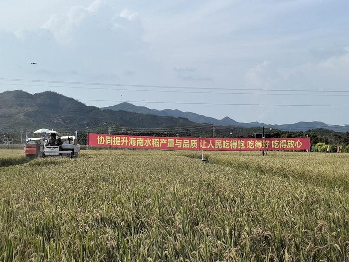 三亚市崖州区坝头村南繁公共试验基地内，工作人员正在进行现场测产。南京农业大学供图