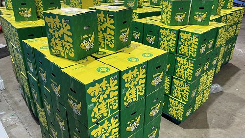 货仓中大批禁止蕉绿在等待出货/图片来源：受访者供图