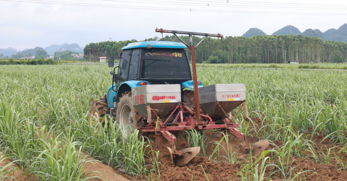 5台甘蔗中耕培土机在甘蔗地里来回穿梭作业,破垄培土刀旋转着切翻松土