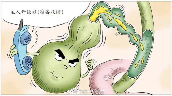 原来胆汁不是胆囊分泌的