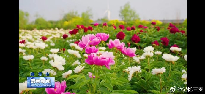 大荔沙苑牡丹园姹紫嫣红 带你走进夏日童话世界