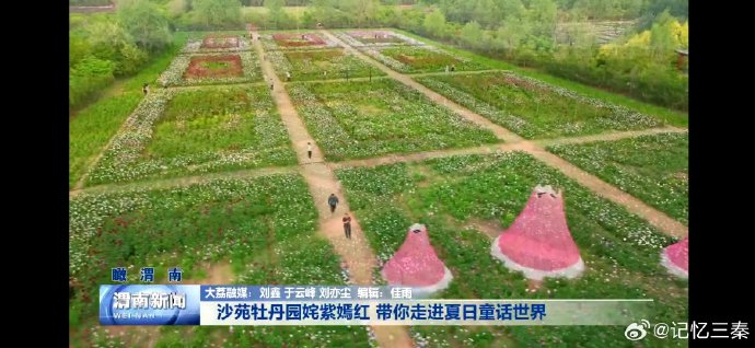 大荔沙苑牡丹园姹紫嫣红 带你走进夏日童话世界