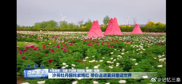 大荔沙苑牡丹园姹紫嫣红 带你走进夏日童话世界