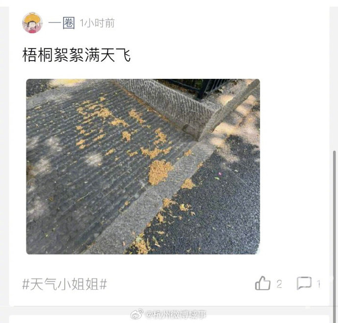 杭州梧桐絮buff叠加大爆发 网友:光看看就痒了
