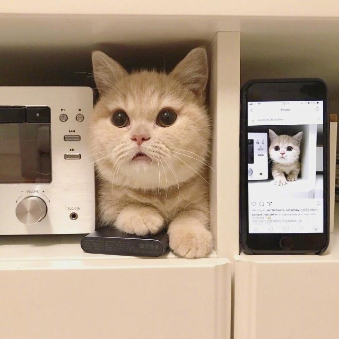 短腿圆脸的小橘猫真的是100分可爱啊!