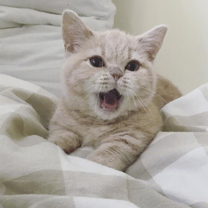 短腿圆脸的小橘猫真的是100分可爱啊!