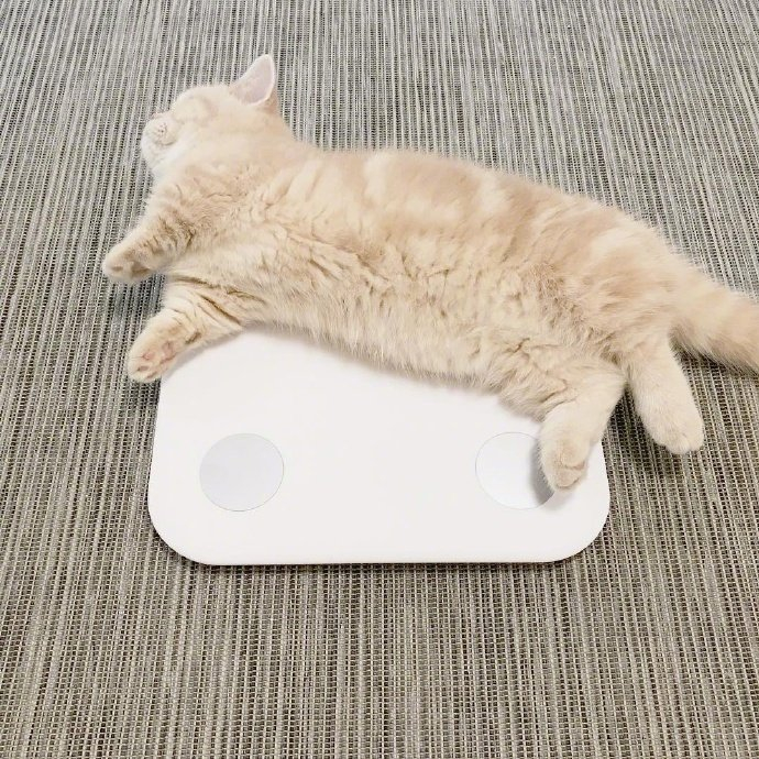 短腿圆脸的小橘猫真的是100分可爱啊!