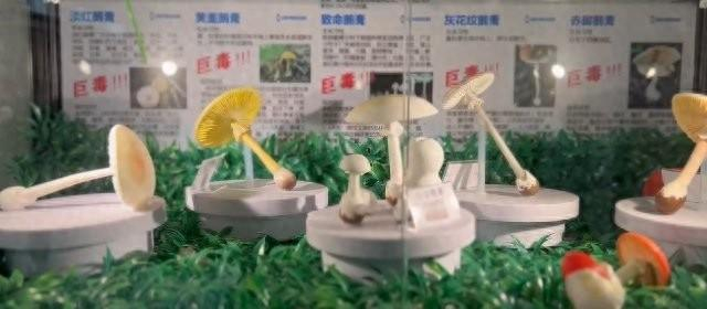 开屏新闻这份食用指南请收好!