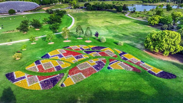 5种花卉混搭,美到next level,辰山印象主题花坛上新