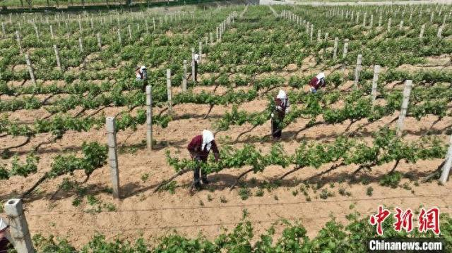 5月14日，在昌黎县酿酒葡萄种植基地，果农正在进行管护作业。牛春富 摄