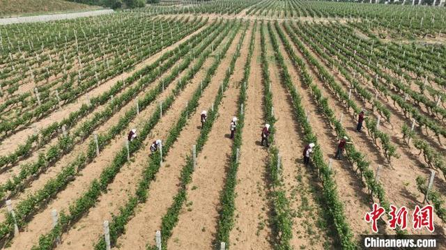 5月14日，在昌黎县酿酒葡萄种植基地，果农正在进行管护作业。牛春富 摄