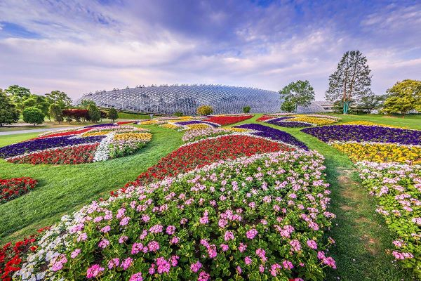 5种花卉混搭,美到next level,辰山印象主题花坛上新