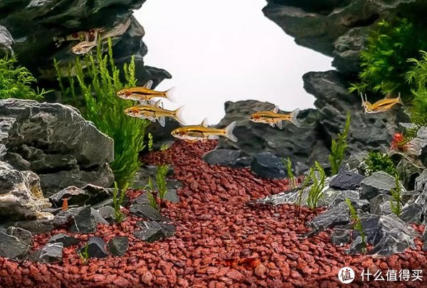 鱼缸基础设施做好,选择火山石|火山石|鱼缸|栖息地_新浪新闻