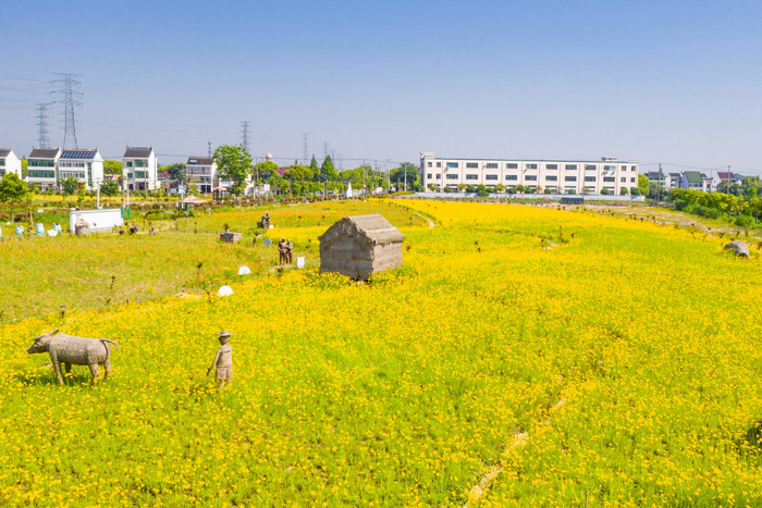 在金山区金山卫镇星火村,一处近30亩的田园花海也迎来了盛花期,天人菊