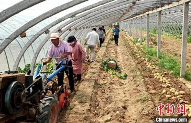 种植户采用机械加人工的方式进行田间土豆采收作业。 杨斌 摄