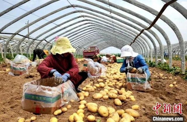 就近务工的村民在将新土豆甄选、装箱。庄小茹摄