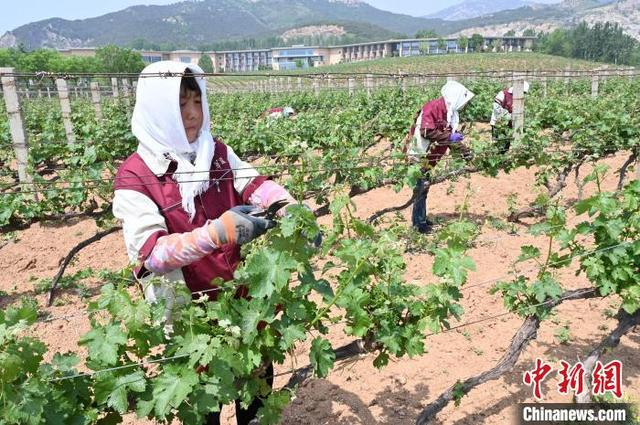 5月14日，在昌黎县酿酒葡萄种植基地，果农正在进行管护作业。牛春富 摄