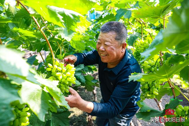 【视觉沈阳】万象"耕"新好时节|大豆|播种面积|插秧_新浪新闻