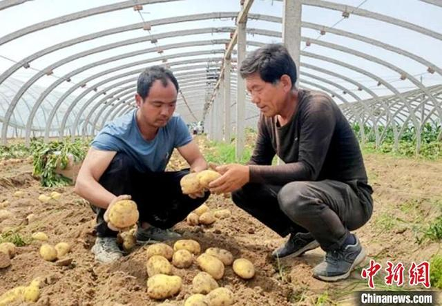 村民石磊和经销商在田间品鉴新收获的土豆质量。庄小茹摄