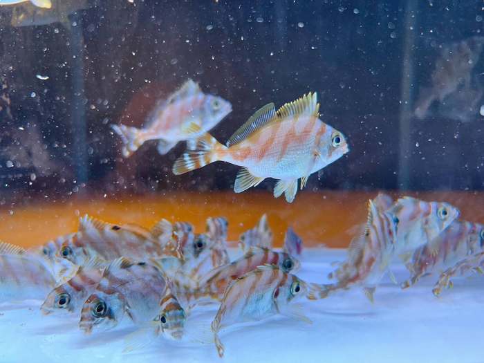 花尾鹰42花尾鹰42又名三刀鱼,呈椭圆形,侧扁,头部弯,唇尖厚,体色