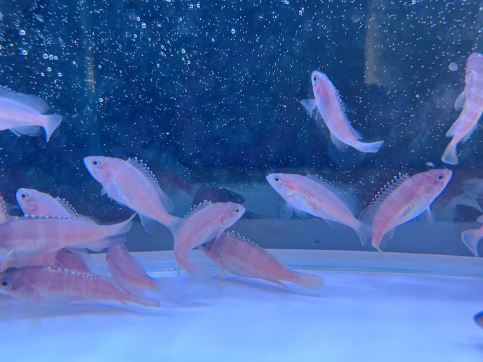 新质生产力丨山东:渔业种业"芯片"  再育新品