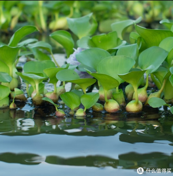 水葫芦在鱼缸中是很好的点缀