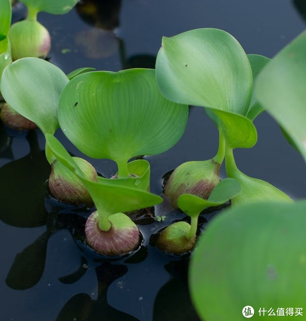 水葫芦在鱼缸中是很好的点缀